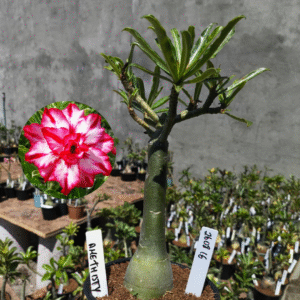 2608 16 Rosa do Deserto Amethisty