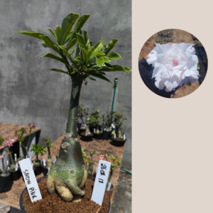 2608 18 Rosa do Deserto Snow Pink