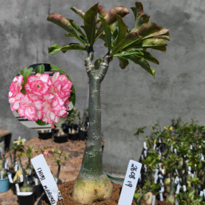 2608 19 Rosa do Deserto Chibi Maruko