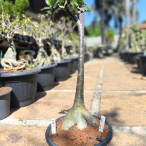 2708 11 Anaconda Julius Cesar