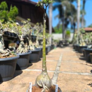 2708 10 Anaconda Purple Storm