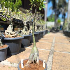 2708 09 Anaconda Tule