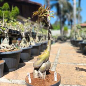 2708 08 Anaconda Infiny