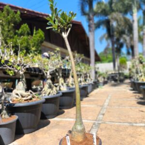 2708 06 Anaconda Céu Estrelado