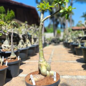 2708 06 Anaconda Lucky White