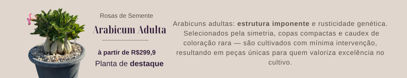 Arabicuns - Adultas