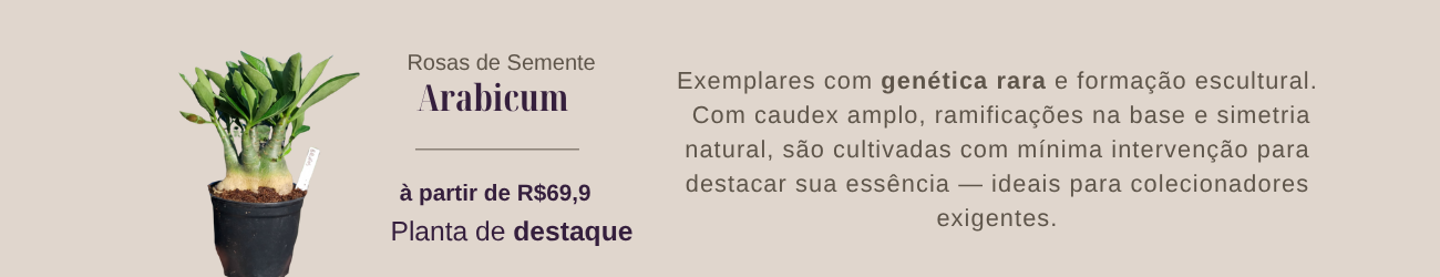 Arabicuns - Peças únicas