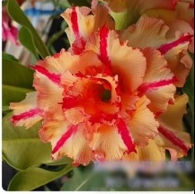 Baby - Rosa do deserto Graciele