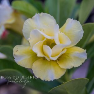 Pré Venda - Rosa do Deserto Chee