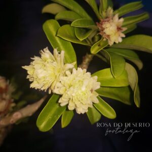 Baby - Rosa do Deserto Green Elf