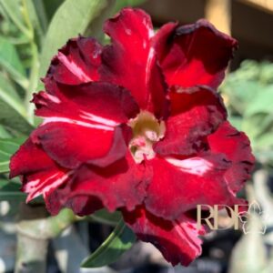 Baby - Rosa Do Deserto Pessanha