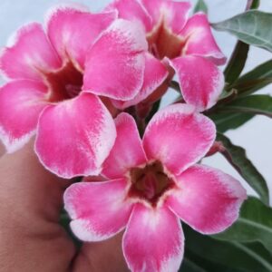 Baby- Rosa do Deserto Noble Lady