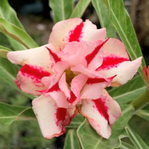 Baby - Rosa do Deserto Princesa Athea