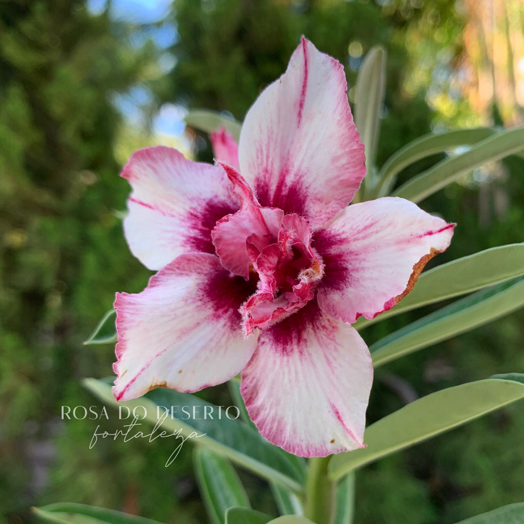 Baby - Rosa do Deserto Flower Bookmark - RC159