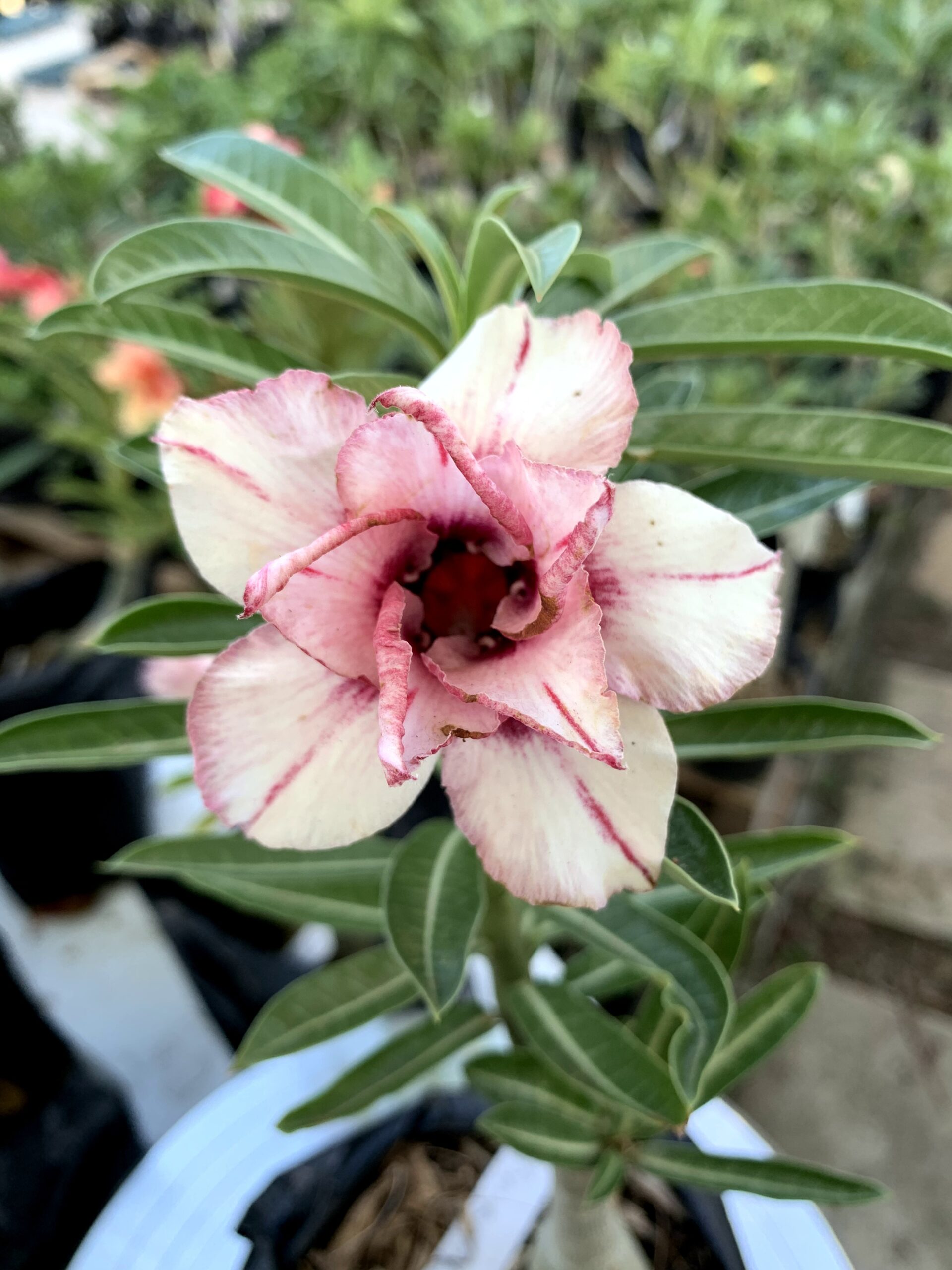 Baby - Rosa do Deserto Flower Bookmark - RC159 - Imagem 2