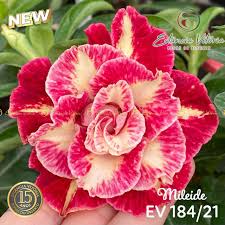 Baby - Rosa do Deserto Mileide - EV 184b