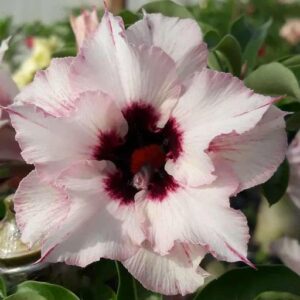 Baby - Rosa do Deserto Ciclope