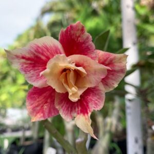 Baby - Rosa do Deserto Legacy Rose