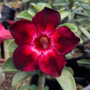 Pré Venda - Rosa do Deserto Black Swan II