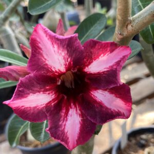 Baby - Rosa do Deserto CH20 ,