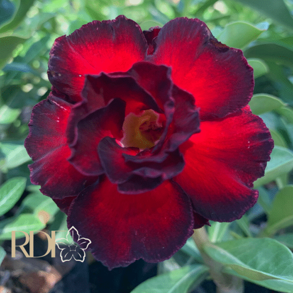 Pré Venda - Rosa do Deserto Amit (RC75) - Imagem 2