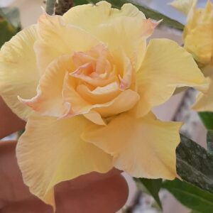 Pré Venda - Rosa do Deserto Aurora