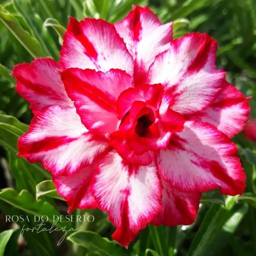 Baby - Rosa do Deserto Amethyst