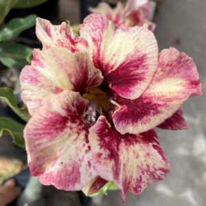 Baby - Rosa do Deserto Kasumi