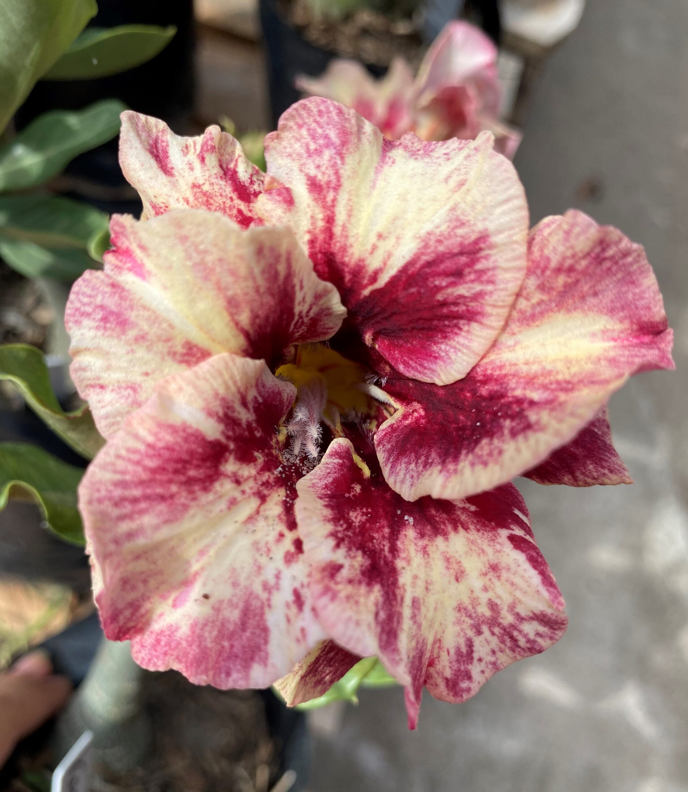 Baby - Rosa do Deserto Kasumi