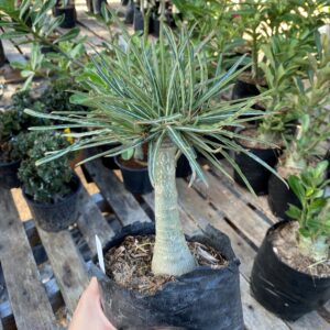 Baby- Rosa do Deserto Crispum Enxertada