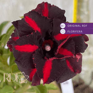 Baby - Rosa do Deserto Viuva Negra Dobrada