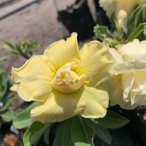 Baby - Rosa Do Deserto Citrine