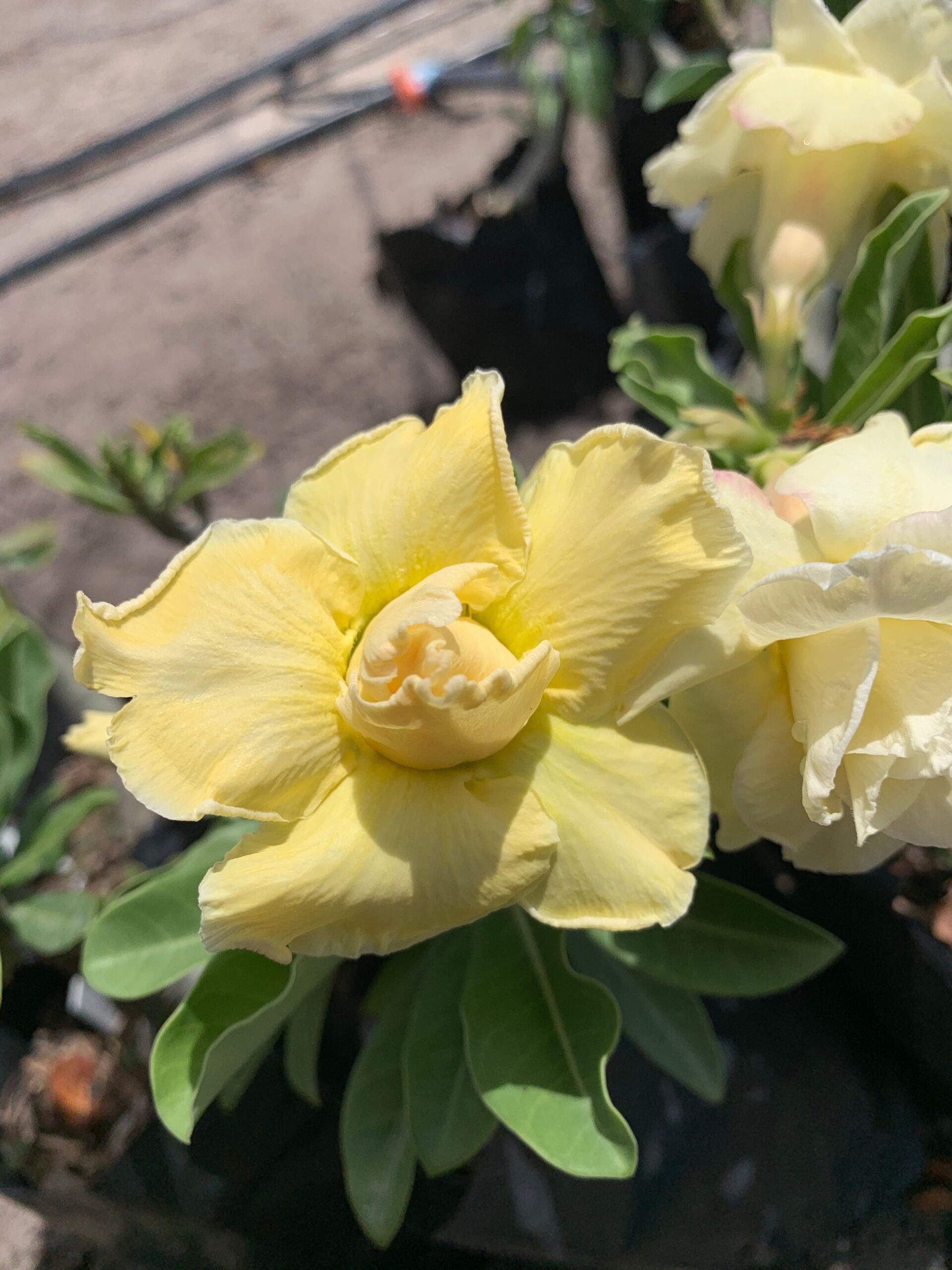 Baby - Rosa Do Deserto Citrine