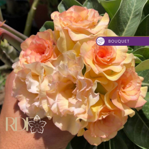 Baby - Rosa Do Deserto Sol Poente