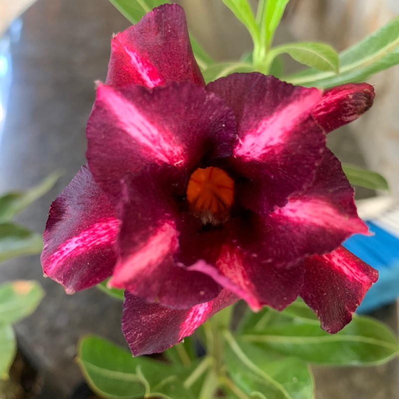 Baby - Rosa do Deserto Vida