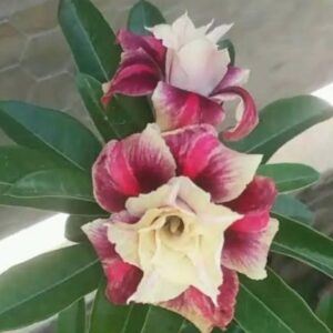 Baby - Rosa do Deserto Yuko