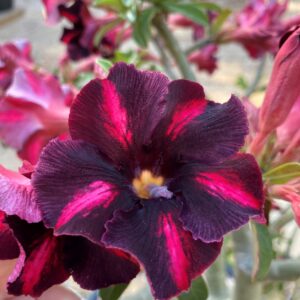 Baby - Rosa do Deserto Viuva Negra