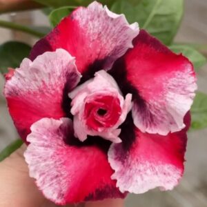 Baby - Rosa do Deserto Mister Okumura