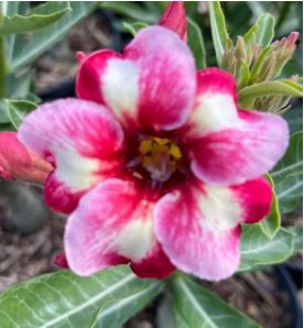 Baby - Rosa do Deserto Rei Davi