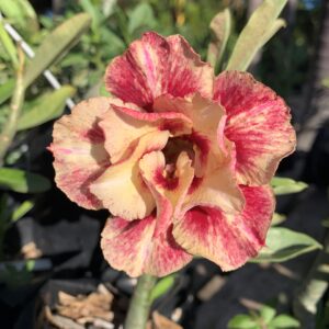 Baby - Rosa do Deserto Mussela