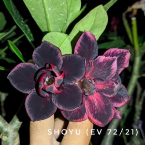 Baby - Rosa Do Deserto Ev 72