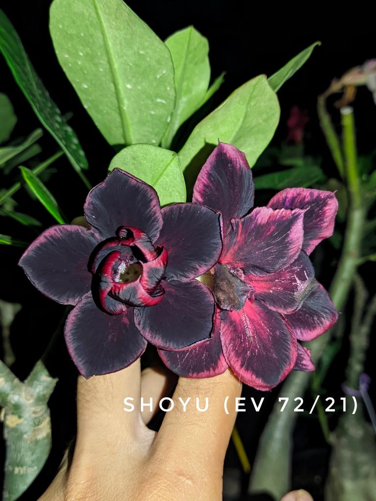 Baby - Rosa Do Deserto Ev 72