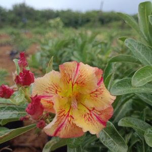 Baby - Rosa Do Deserto Raizes Do Sertão