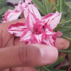 Baby - Rosa Do Deserto Bugatti