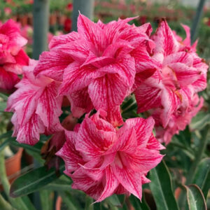 Baby - Rosa Do Deserto Fall In Love