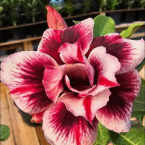 Baby - Rosa Do Deserto Agostinha