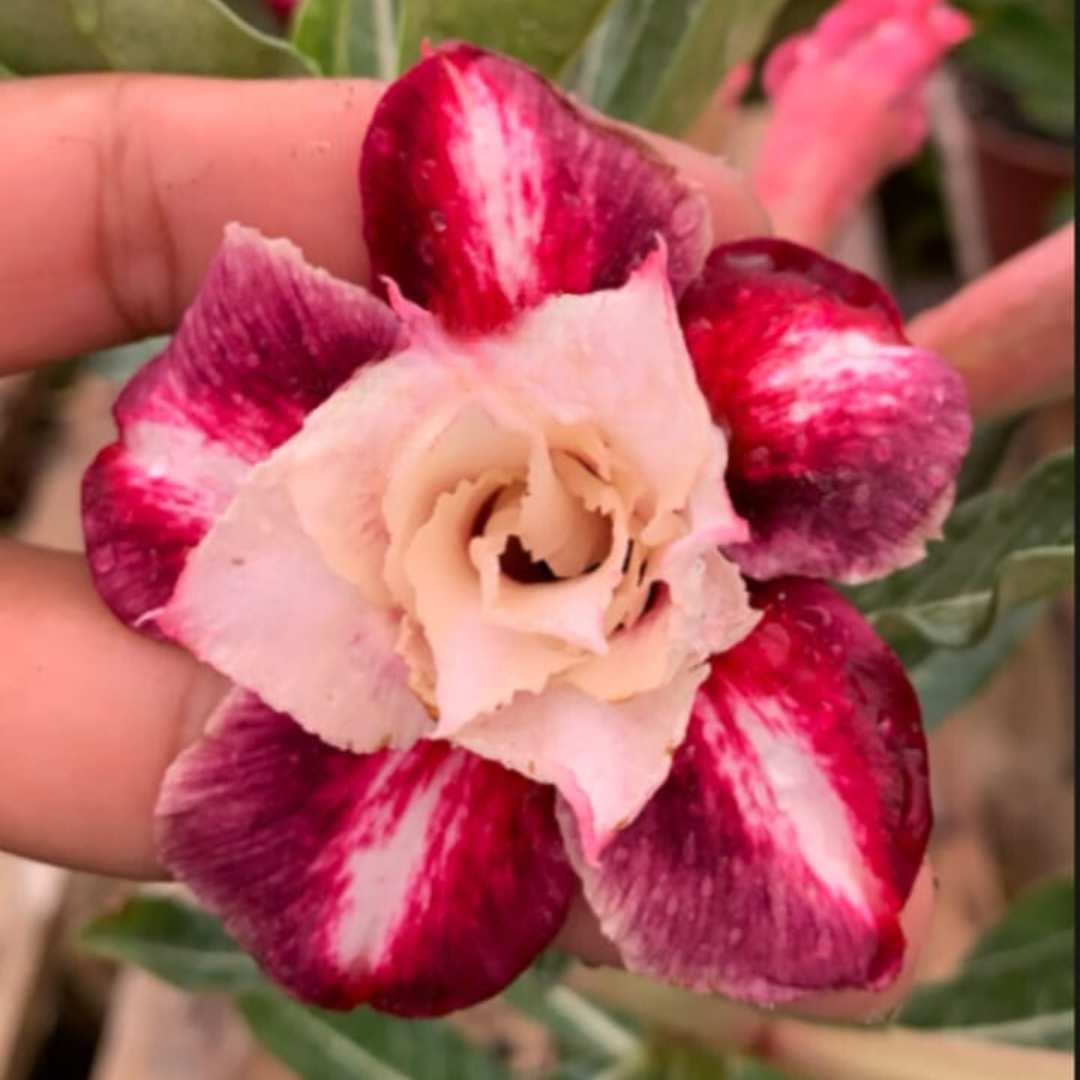 Baby - Rosa Do Deserto KR 407