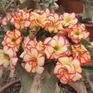 Baby - Rosa Do Deserto Tropical