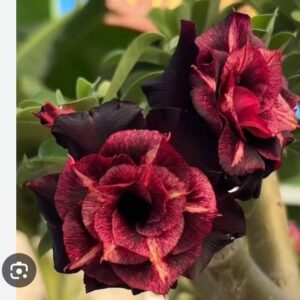 Baby - Rosa  Do Deserto Vampira