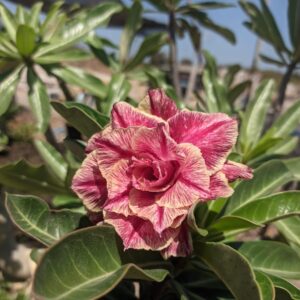 Pré Venda - Rosa Do Deserto Kr 54